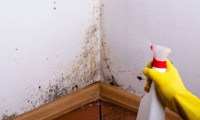Rakotwórcze grzyby w zalanych domach. Trzeba działać, bo po powodzi zawsze rozwijają się kolonie niebezpiecznych gatunków pleśniowych