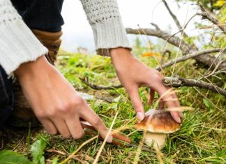 Najzdrowszy grzyb? Możesz się zdziwić. Takie właściwości mają popularne grzyby leśne i hodowlane – spożywcze i w suplementach diety