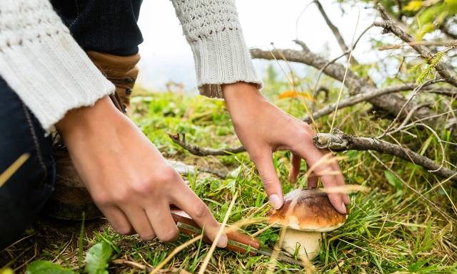 Najzdrowszy grzyb? Możesz się zdziwić. Takie właściwości mają popularne grzyby leśne i hodowlane – spożywcze i w suplementach diety