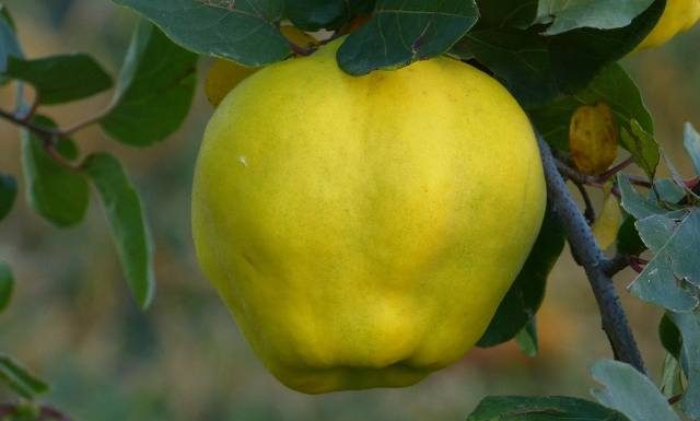 Jakie właściwości lecznicze ma pigwa? Stosuj ją na poprawę odporności oraz w walce z przeziębieniem i grypą. Zobacz, co można robić z pigwy