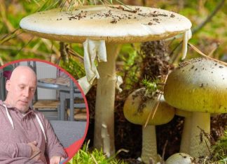 Te objawy mogą świadczyć o zatruciu grzybami. Nie lekceważ tych symptomów – wezwij pomoc, bo może ucierpieć Twoje życie lub zdrowie