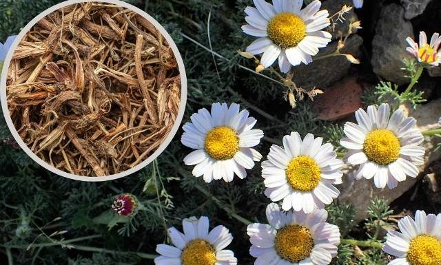 Na odporność i objawy przeziębienia pomoże ziele św. Hildegardy. Bertram to także skuteczny środek na pasożyty i owady