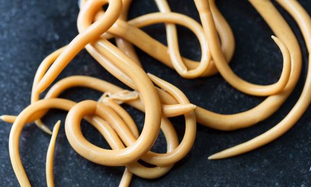 To najczęstszy pasożyt jelitowy, o którym można długo nie wiedzieć. Sieje spustoszenie w organizmie i zagaraża nawet życiu