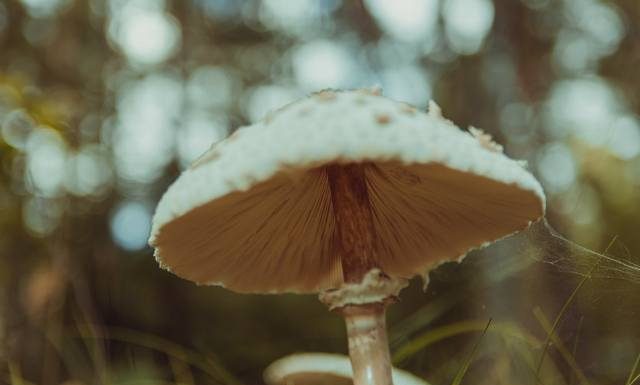 O zatruciu można nie wiedzieć nawet przez dobę. Ten grzyb zabija co czwartą osobę i co drugie dziecko. Może wyglądać podobnie do kani