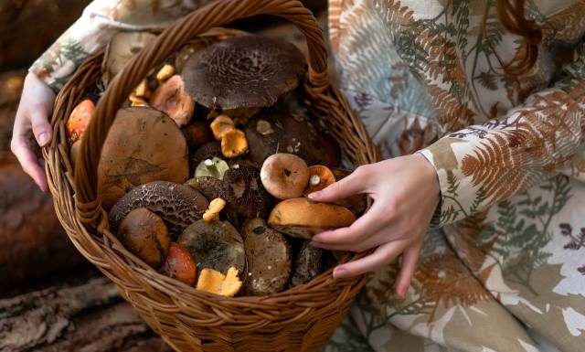 Wystarczy jeden, by umrzeć. Idziesz na grzyby? Omijaj go z daleka. Ten grzyb odpowiada za 90 proc. śmiertelnych zatruć