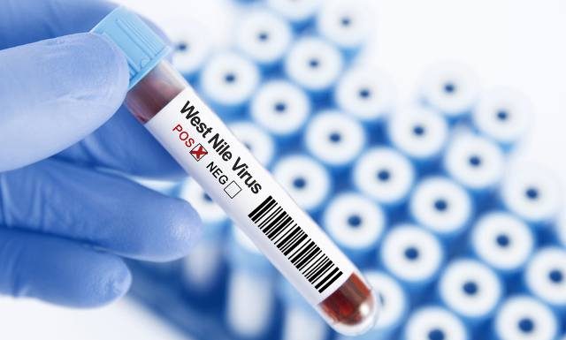 Kolejny przypadek zakażenia w Polsce! Tym razem wirus gorączki zachodniego Nilu zaatakował inaczej