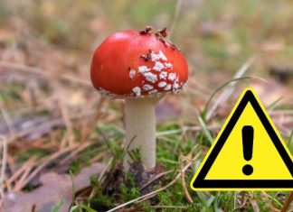 Może spowodować uzależnienie, a nawet śmierć. Ekspert przestrzega przed nalewką z muchomora: „Ten grzyb to trucizna”