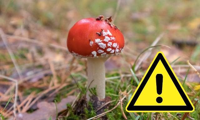 Może spowodować uzależnienie, a nawet śmierć. Ekspert przestrzega przed nalewką z muchomora: „Ten grzyb to trucizna”