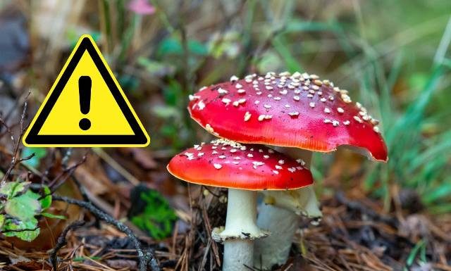 Ten grzyb to trucizna! Ekspert przestrzega przed nalewką z muchomora. „Istotne zagrożenie dla zdrowia lub życia”