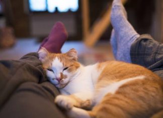 Śpisz z kotem w jednym łóżku? Mam dla ciebie dobrą wiadomość! Może wyjść ci to na zdrowie. Oto wady i zalety spania z kotem