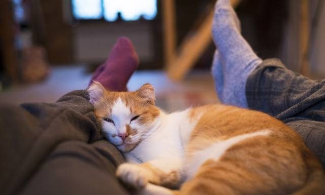 Śpisz z kotem w jednym łóżku? Mam dla ciebie dobrą wiadomość! Może wyjść ci to na zdrowie. Oto wady i zalety spania z kotem