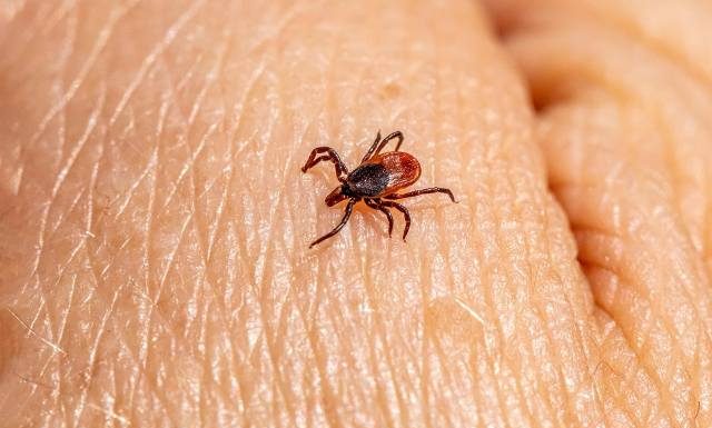 Kleszcze atakują nawet zimą. „Nie ma już bezpiecznej pory roku”. Rośnie liczba przypadków boreliozy i innych chorób przez nie wywołanych