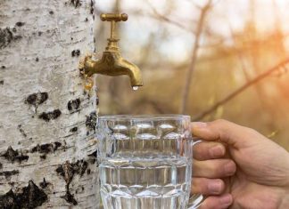 Oskoła to wiosenny eliksir prosto z drzew. Pij dla energii i witalności! Sok z brzozy najlepszy jest świeży. Sięgnij po niego właśnie teraz