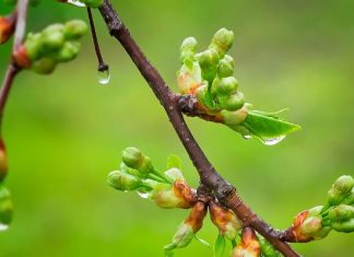 Te pączki jedz za darmo i bez wyrzutów sumienia. To źródło witamin i składników odżywczych. Jedz prosto z drzewa lub dodaj do sałatki