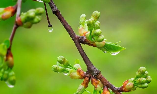 Te pączki jedz za darmo i bez wyrzutów sumienia. To źródło witamin i składników odżywczych. Jedz prosto z drzewa lub dodaj do sałatki