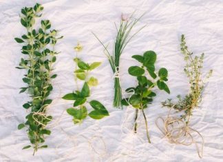 Te dzikie rośliny wspierają serce, odporność i dodają energii. Zobacz, jakie zioła zbierać wczesną wiosną