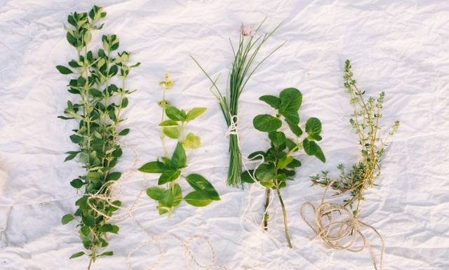 Te dzikie rośliny wspierają serce, odporność i dodają energii. Zobacz, jakie zioła zbierać wczesną wiosną