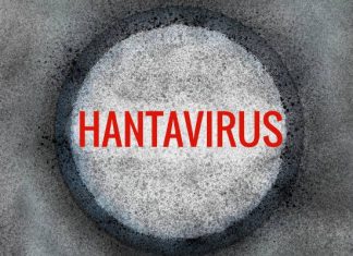 Hantawirus – groźny patogen, który może być śmiertelny. Jak się przenosi i jakie daje objawy? Dowiedz się, jak się przed nim chronić
