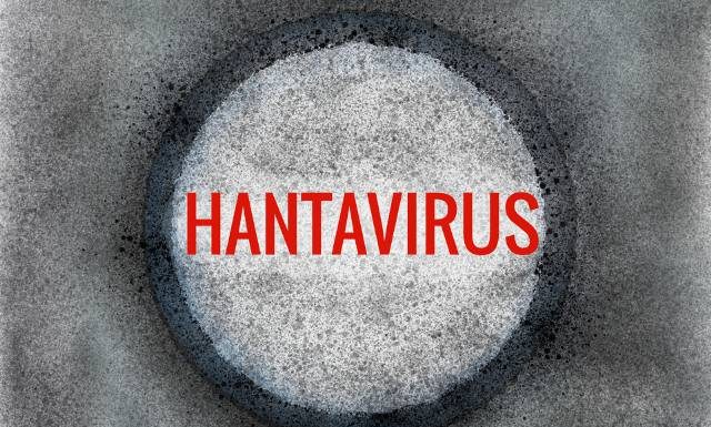 Hantawirus – groźny patogen, który może być śmiertelny. Jak się przenosi i jakie daje objawy? Dowiedz się, jak się przed nim chronić