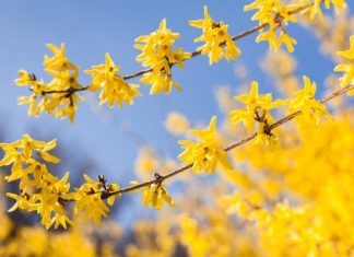 Pierwsze wiosenne kwiaty, które możesz zjeść. Forsycjowy koktajl i napar dla zdrowia