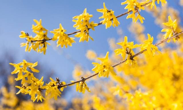 Pierwsze wiosenne kwiaty, które możesz zjeść. Forsycjowy koktajl i napar dla zdrowia