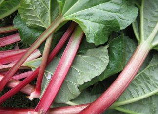 Rabarbar to letni superfood pełen smaku. Pomaga schudnąć i łagodzi alergie. Sprawdź przepis na fit ciasto z rabarbarem