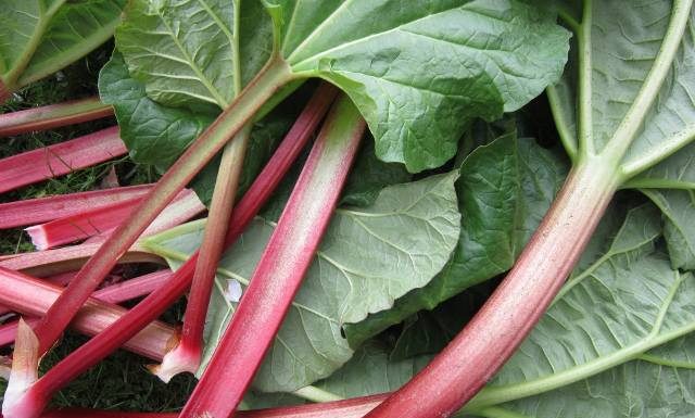 Rabarbar to letni superfood pełen smaku. Pomaga schudnąć i łagodzi alergie. Sprawdź przepis na fit ciasto z rabarbarem