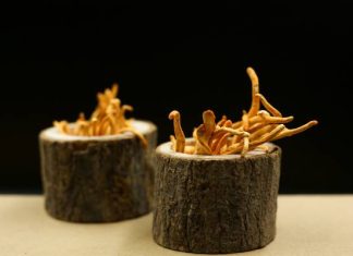 „Grzyb zombie” z serialu „The Last of Us” to tak naprawdę lek na raka. Zawarta w nim kordycepina jest dostępna w suplementach diety