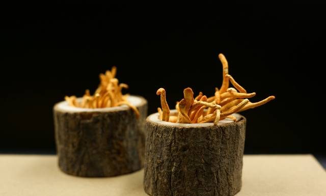 „Grzyb zombie” z serialu „The Last of Us” to tak naprawdę lek na raka. Zawarta w nim kordycepina jest dostępna w suplementach diety