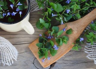 Dzika przyprawa do mięs i darmowy składnik sałatek. To wszechobecne zioło wspiera trawienie i odtruwa organizm. Sprawdź, jak je wykorzystać