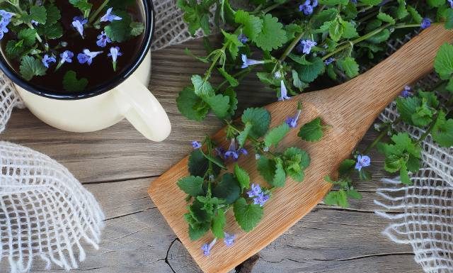 Dzika przyprawa do mięs i darmowy składnik sałatek. To wszechobecne zioło wspiera trawienie i odtruwa organizm. Sprawdź, jak je wykorzystać