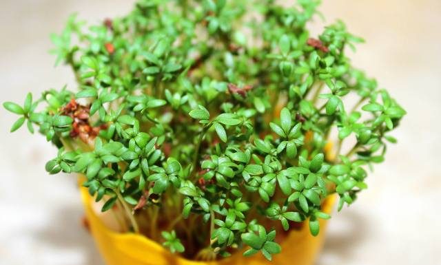 Rzeżucha nie tylko na Wielkanoc. To babciny środek na niestrawność i pasożyty układu pokarmowego. Sprawdź, jak sadzić rzeżuchę i ile rośnie