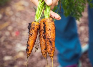 5 powodów, dla których warto codziennie jeść marchewkę. Zobacz, co się dzieje z twoim organizmem, kiedy jesz to warzywo