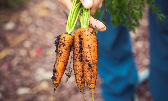 5 powodów, dla których warto codziennie jeść marchewkę. Zobacz, co się dzieje z twoim organizmem, kiedy jesz to warzywo