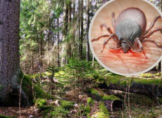 W tych miejscach w lesie występuje najwięcej kleszczy. Ekspert ujawnia, jak uchronić ci się przed ukąszeniami