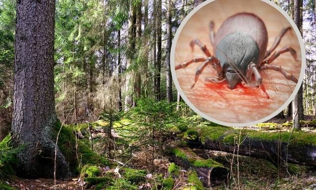 W tych miejscach w lesie występuje najwięcej kleszczy. Ekspert ujawnia, jak uchronić ci się przed ukąszeniami