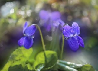 Naturalna ulga w bólu i stanach zapalnych. Poznaj właściwości fiołka wonnego i wypróbuj przepisy na napar i nalewkę