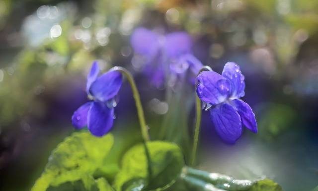 Naturalna ulga w bólu i stanach zapalnych. Poznaj właściwości fiołka wonnego i wypróbuj przepisy na napar i nalewkę