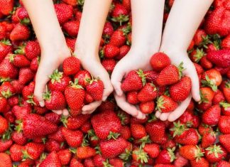 Tak odróżnisz polskie truskawki od importowanych. Zwróć uwagę na 6 cech owoców krajowych. Polskie odmiany mają najlepszy smak
