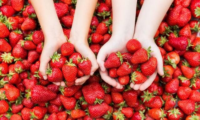 Tak odróżnisz polskie truskawki od importowanych. Zwróć uwagę na 6 cech owoców krajowych. Polskie odmiany mają najlepszy smak