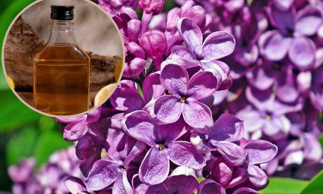 Nalewka z bzu lilaka pięknie pachnie, a do tego leczy. To tani środek na reumatyzm, pasożyty i dnę moczanową oraz ból głowy