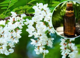 Te kwiaty urzekają zapachem, ale pomogą też w leczeniu dny moczanowej i nadciśnienia. Nie czekaj do wakacji. Zrób leczniczą nalewkę z akacji