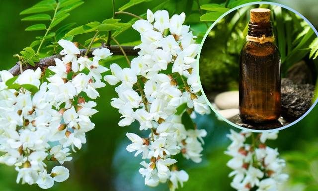 Te kwiaty urzekają zapachem, ale pomogą też w leczeniu dny moczanowej i nadciśnienia. Nie czekaj do wakacji. Zrób leczniczą nalewkę z akacji