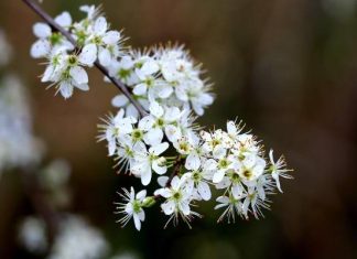 Nalewka z kwiatów głogu. Pomoże przy miażdżycy i problemach z sercem. Skutecznie obniża ciśnienie krwi