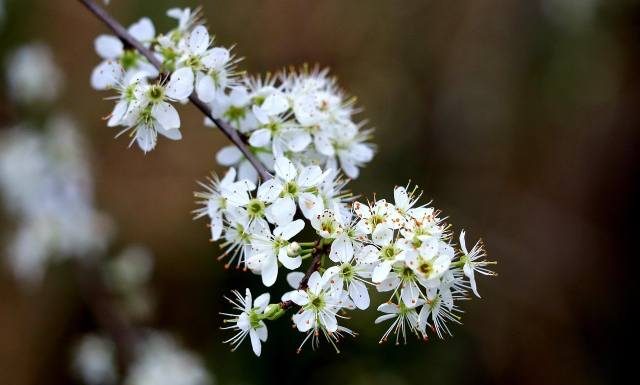 Nalewka z kwiatów głogu. Pomoże przy miażdżycy i problemach z sercem. Skutecznie obniża ciśnienie krwi