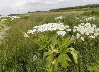 Ta roślina właśnie zaczyna kwitnąć. Parzy, truje i może nawet zabić! Nie dotykaj, a nawet nie podchodź, gdy zobaczysz z daleka