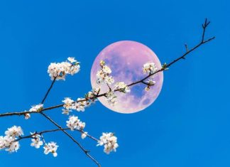 Truskawkowy Księżyc, to niesamowite zjawisko na czerwcowym niebie. Czy pełnia księżyca wpływa na człowieka? Poznaj fakty i mity na ten temat