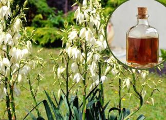 Ma egzotyczne kwiaty i lecznicze liście. Ta roślina oczyszcza organizm, leczy dnę moczanową i łagodzi astmę! Przygotuj zdrowotne mikstury