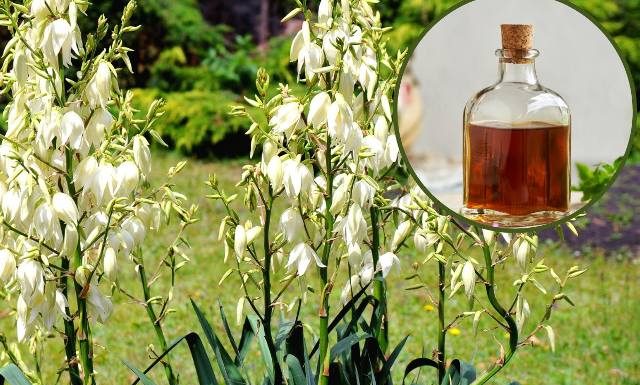 Ma egzotyczne kwiaty i lecznicze liście. Ta roślina oczyszcza organizm, leczy dnę moczanową i łagodzi astmę! Przygotuj zdrowotne mikstury