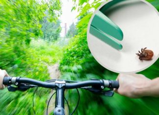 Las pełen pułapek? W tych miejscach kleszcze czekają na swoje ofiary. Ekspert ujawnia, jak uchronić się przed ukąszeniami